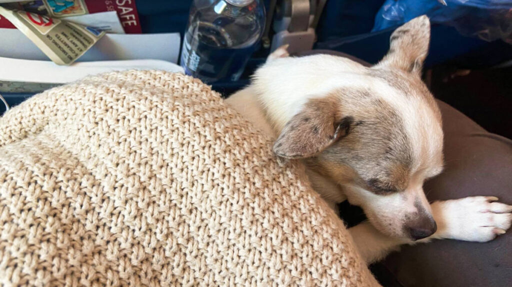 A dog covered with blanket sleeping on the lap inside the plane