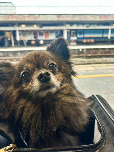 The author's dog waiting at the train's platform