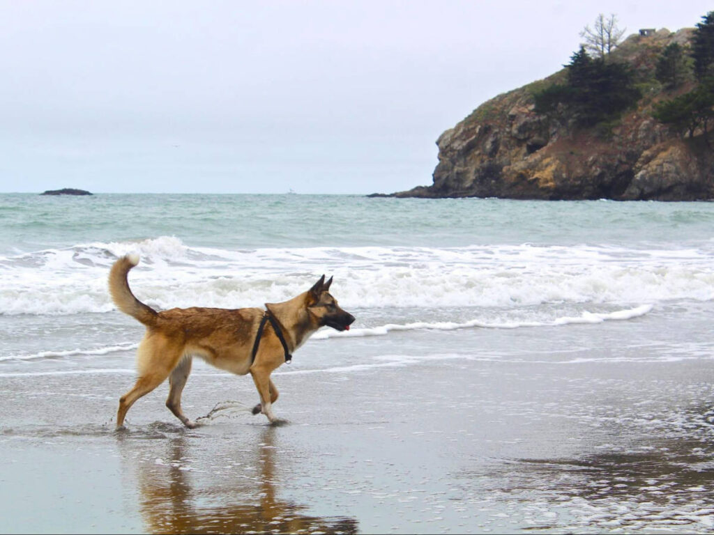 A dog walking along the shoreline in Central California