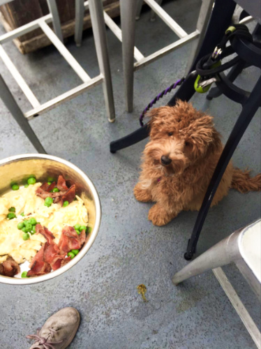 A bowl of egg and bacon brunch with a sitting dog in the background