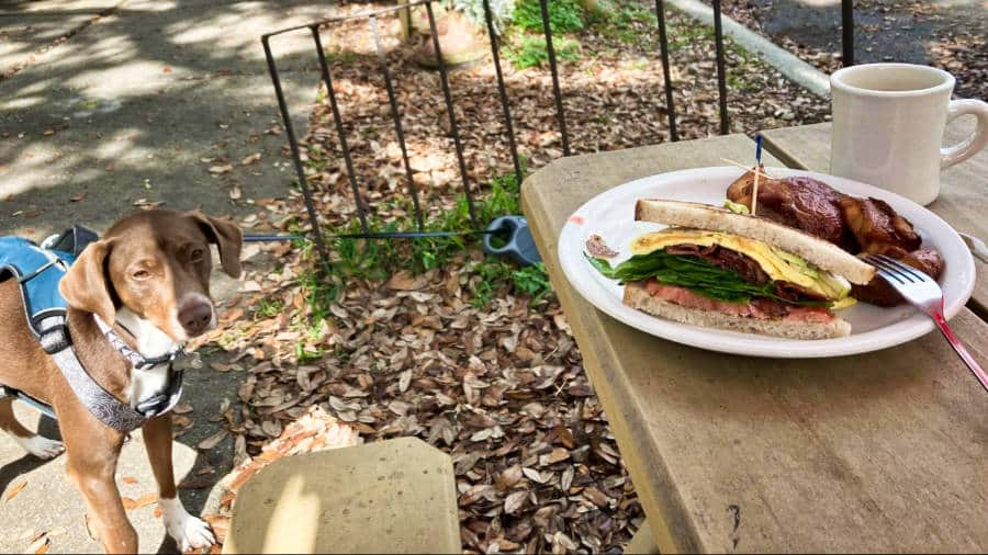 The author's dog watching the plate with Sourdough King Sandwich