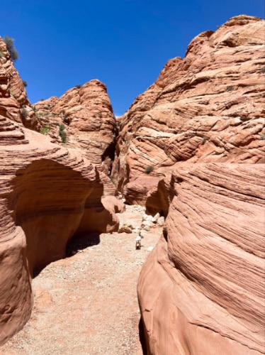 A dog roaming around the open section of Buckskin Gulch on a sunny day