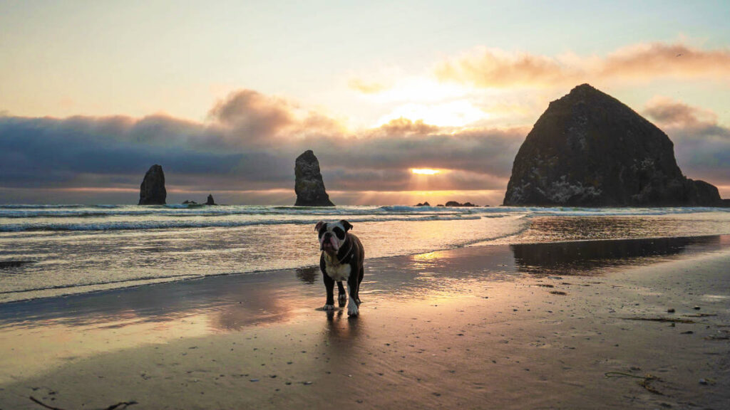 A dog walking on the sea side of Cannon Beach during sunset