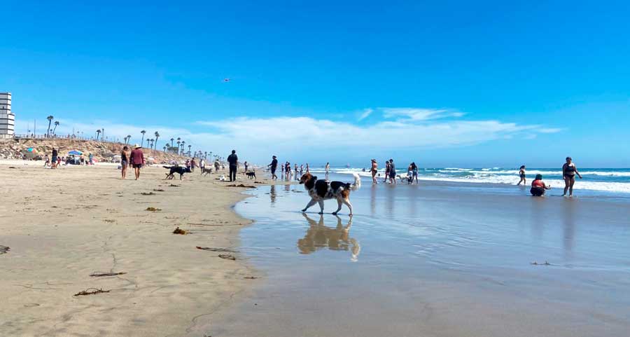 People and dogs enjoying their day in Huntington Beach