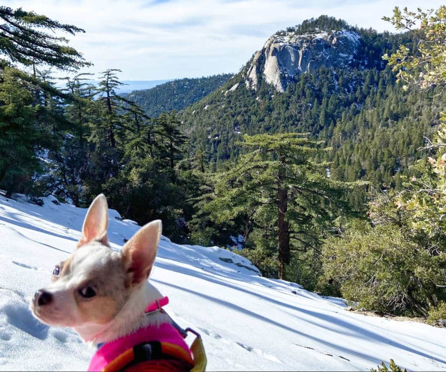 A dog at the slope of Idyllwild during winter