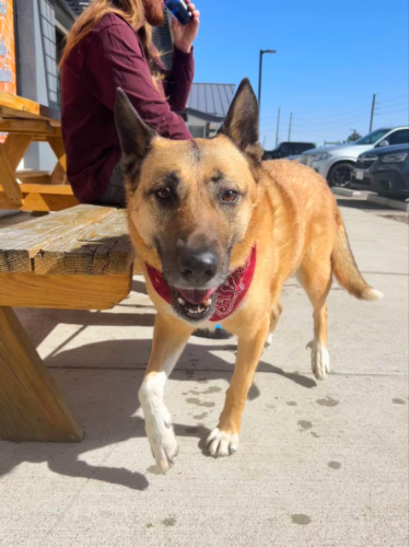 A dog on the Wheat Ridge patio of Queen City Collective Coffee