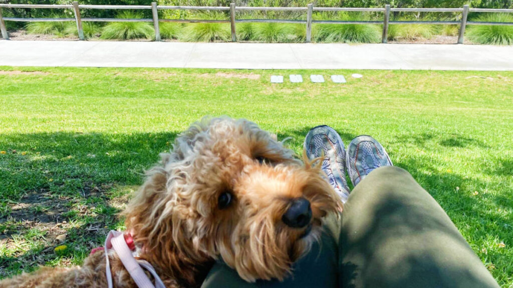 The author's dog at the Sunset Park during a sunny morning