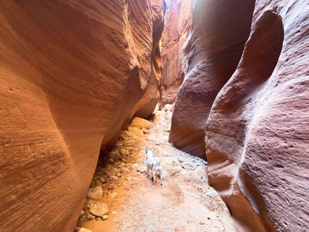 A chihuahua looking around the slot canyon in Buckskin Gulch