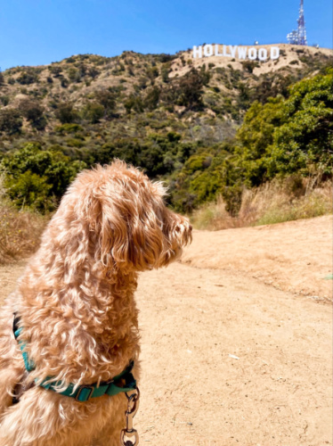 A dog admiring the Hollywood Sign