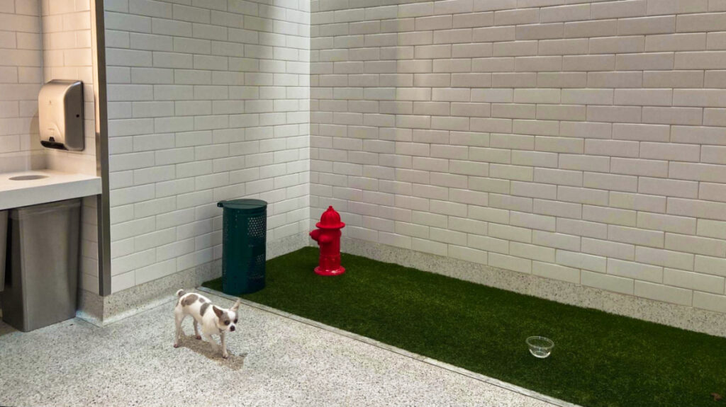 A dog at the pet relief area at LAX