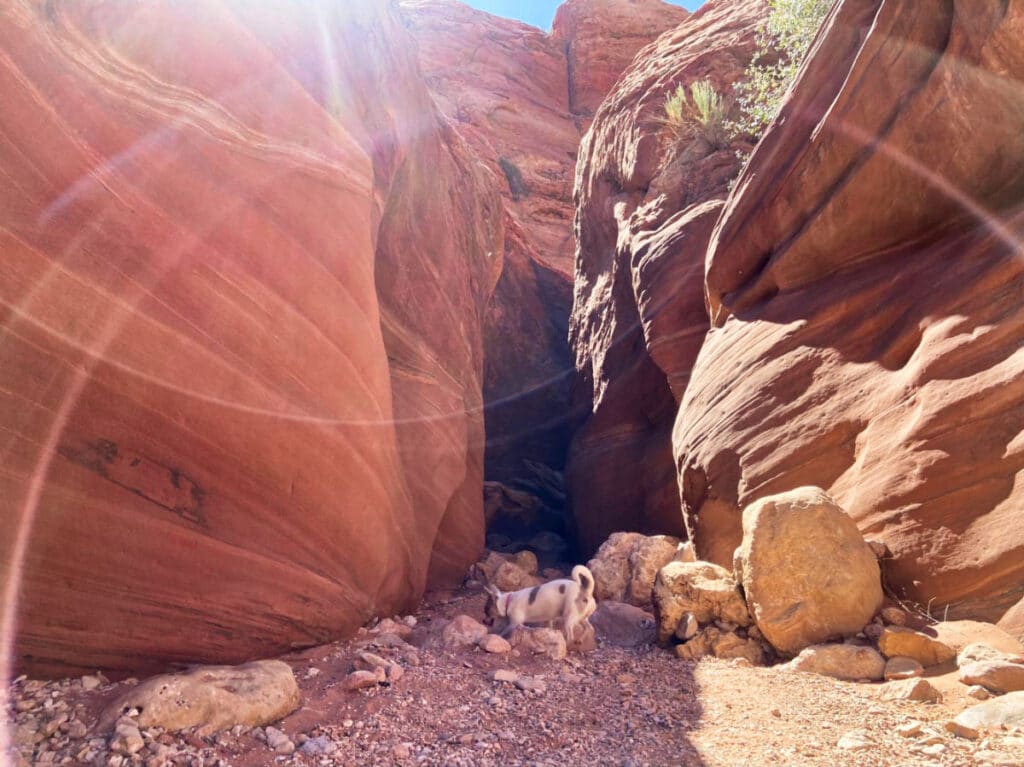 A dog at the slot canyon on a sunny day in Kanab, Utah