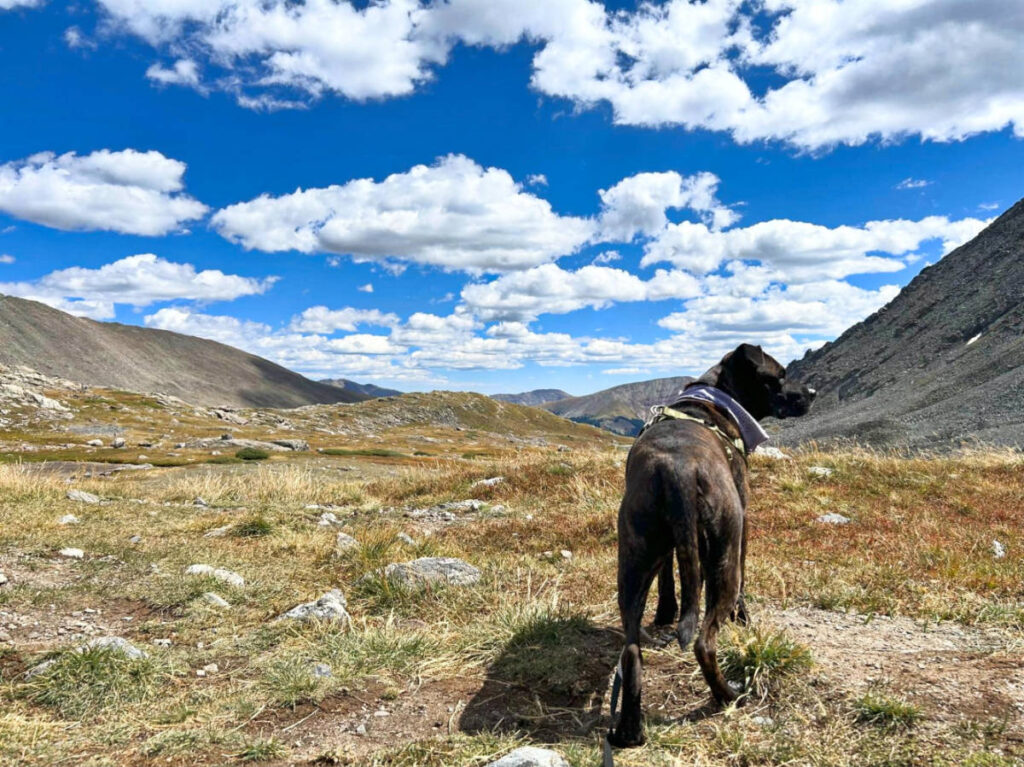 A dog enjoying the mountain views with a deep blue sky in Breckenridge