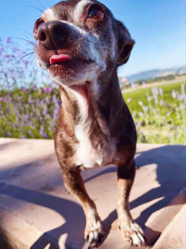 Closeup look of the dog licking the air in Gloria Ferrer Wines & Champagne Caves