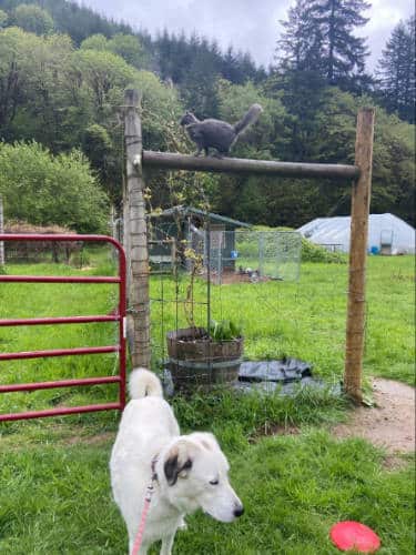 View of a dog and a cat in Newport, Oregon