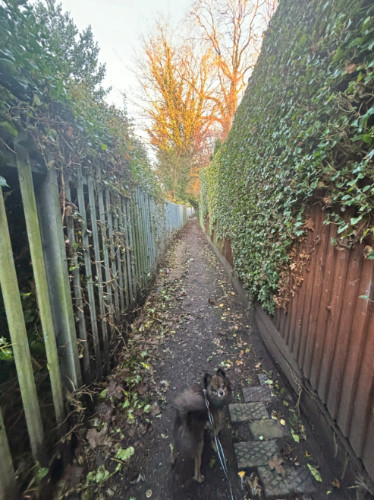 A dog walking in a UK alley