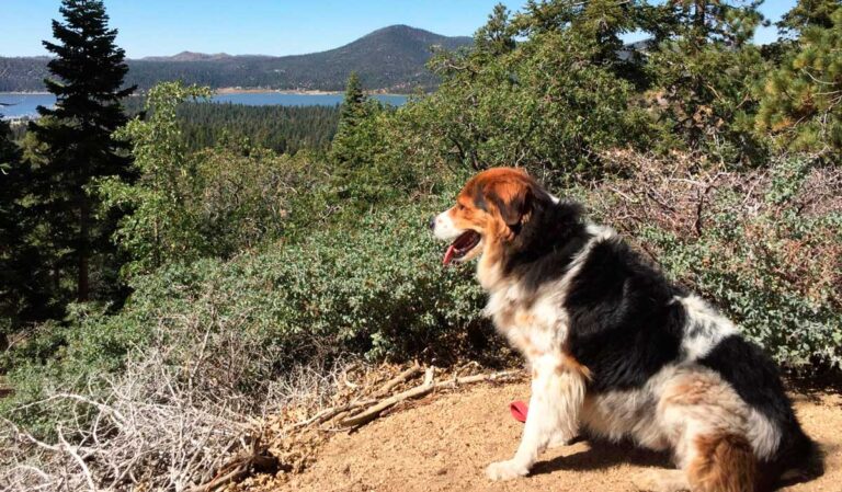 The author's dog sitting and enjoying the view of Big Bear Lake