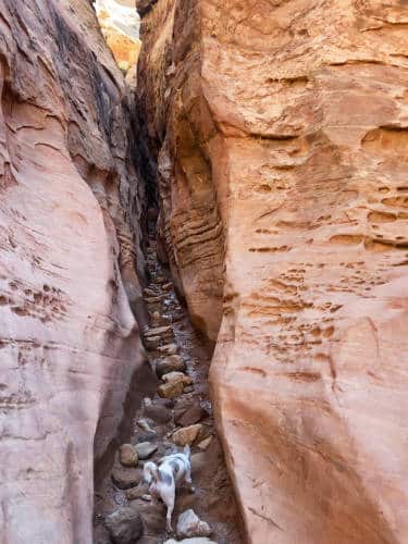 The author's dog waling at the Little Wild Horse Slot Canyon