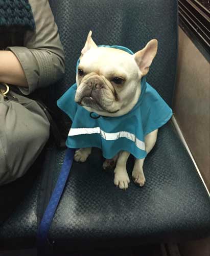 The author's dog wearing a raincoat while riding on a bus