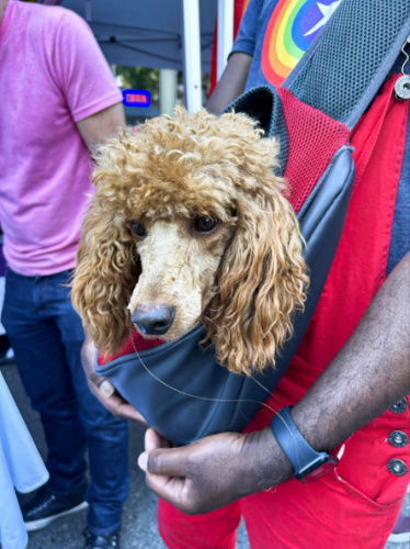 A man holding the dog on a carrier