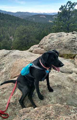 A dog on top of a mountain during a hike
