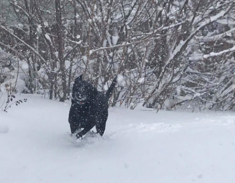 A dog running around under the snow
