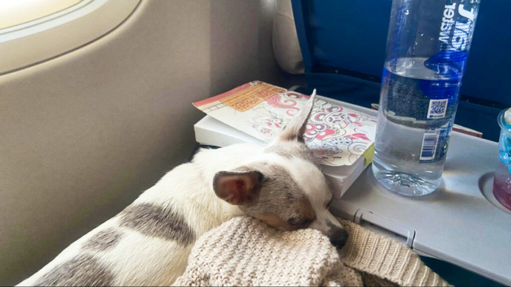 A dog sleeping on the lap inside the airplane