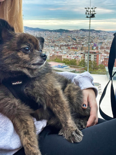Bear, the dog sitting on the lap