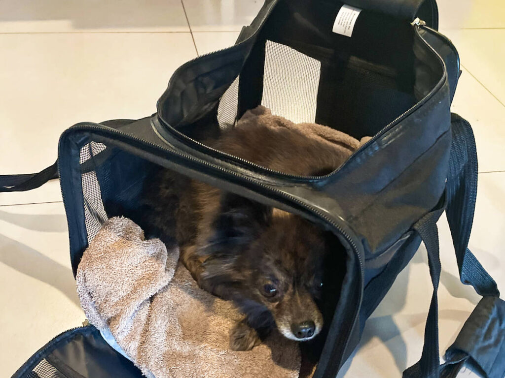 Bear, the dog relaxing inside the pet carrier from Sherpa