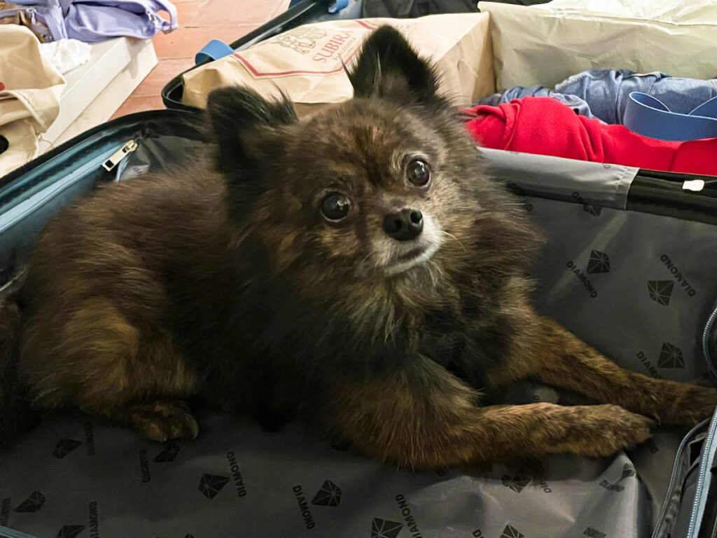 Bear, the dog relaxing on the suitcase