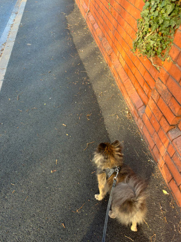 A dog walking on the streets near Birmingham