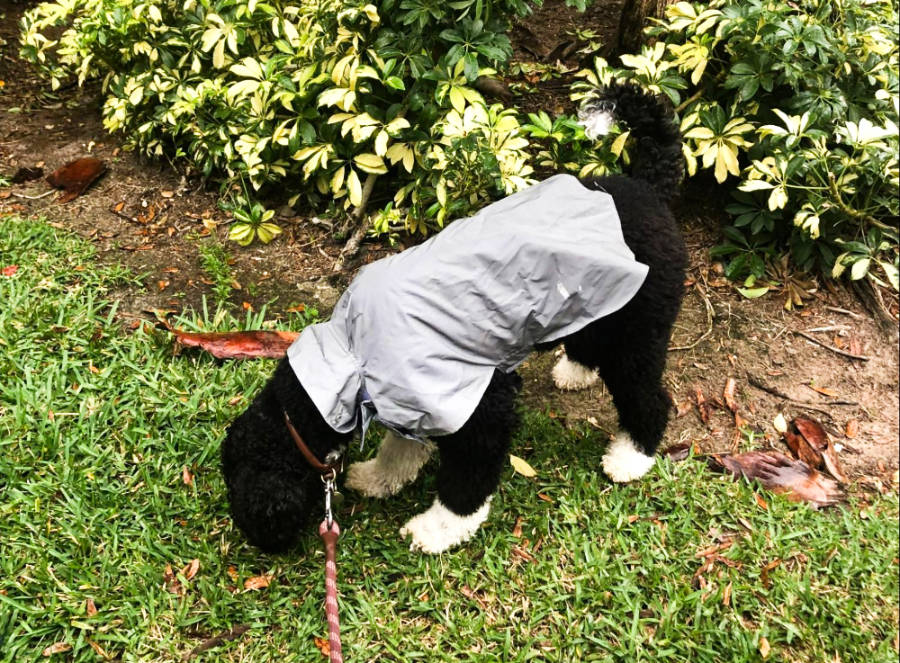 A dog with a rain jacket in the backyard.