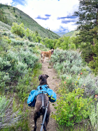 View of the dogs with backpack walking along the trail