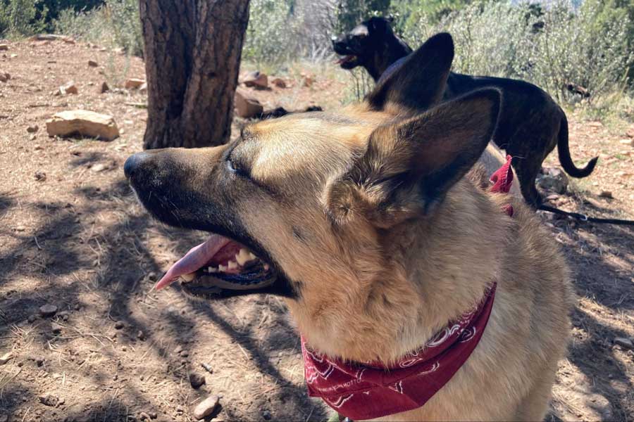 The author's dogs at the Eagle’s View Trail Loop in Colorado