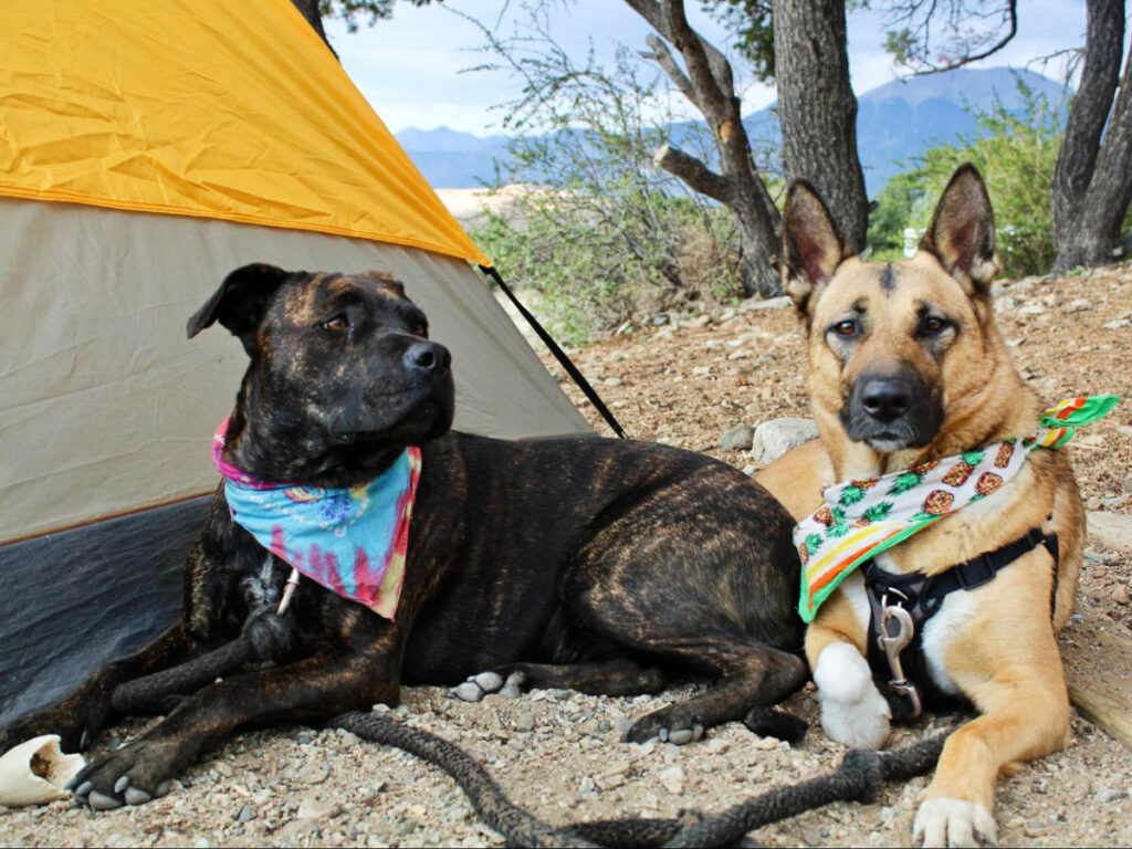 Two dogs at the Piñon Flats Campground