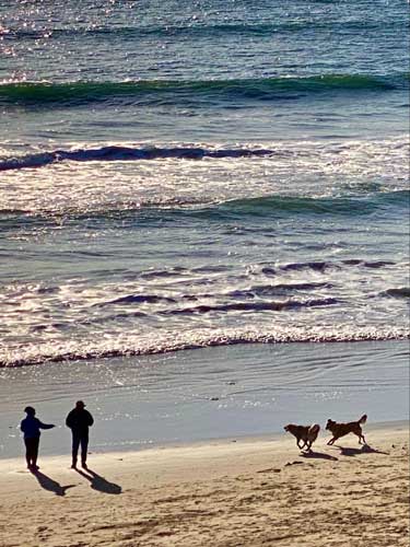 View of dogs with their owner enjoying at the Huntington Dog Beach