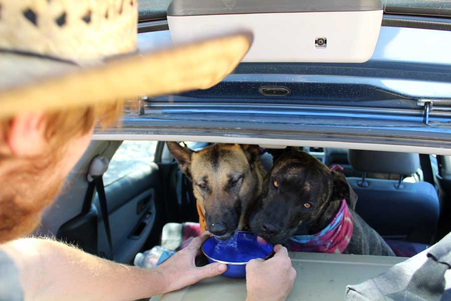 The author's dogs drinking on their bowl