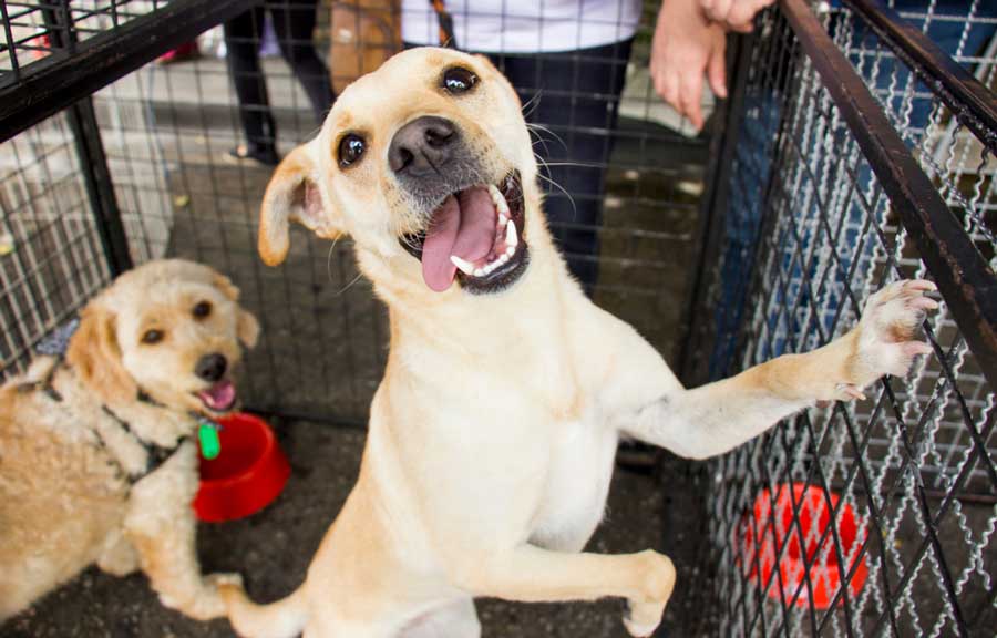 Adorable dogs during an adoption event in Cincinnati