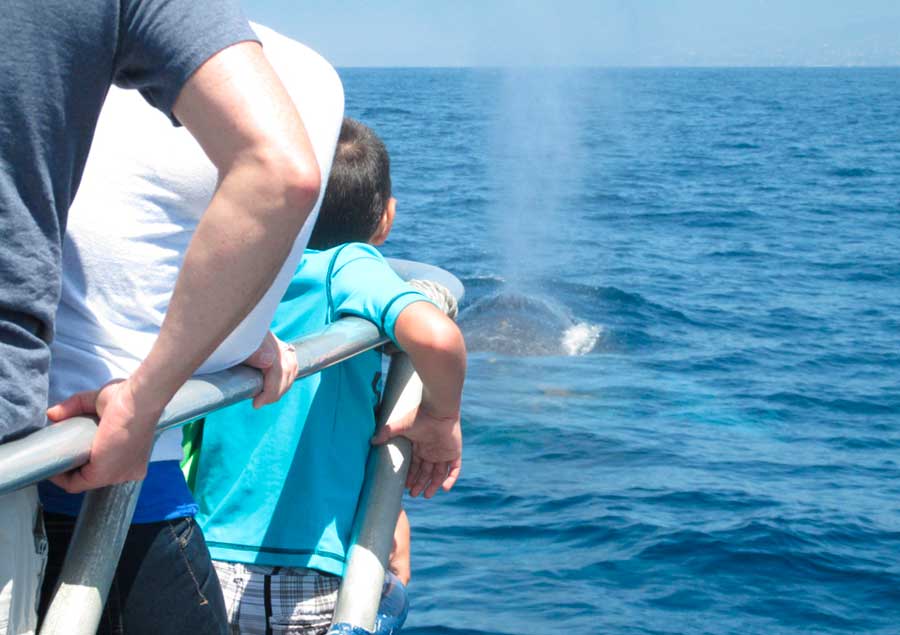 View of people watching a dolphin on the Catalina Island water