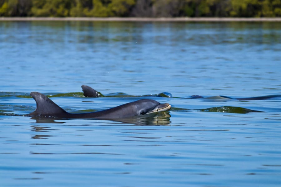 View of the dolphins swimming up close