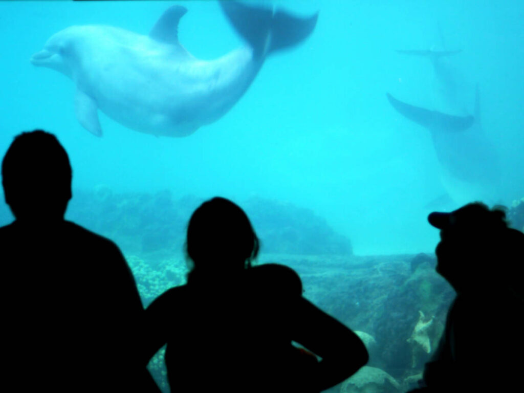 View of a family watching dolphins in Sea World