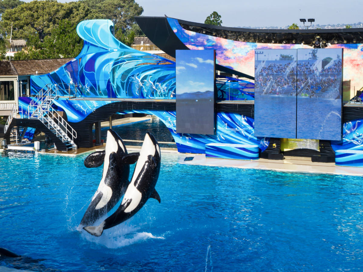 Two whales jumping at SeaWorld San Diego.