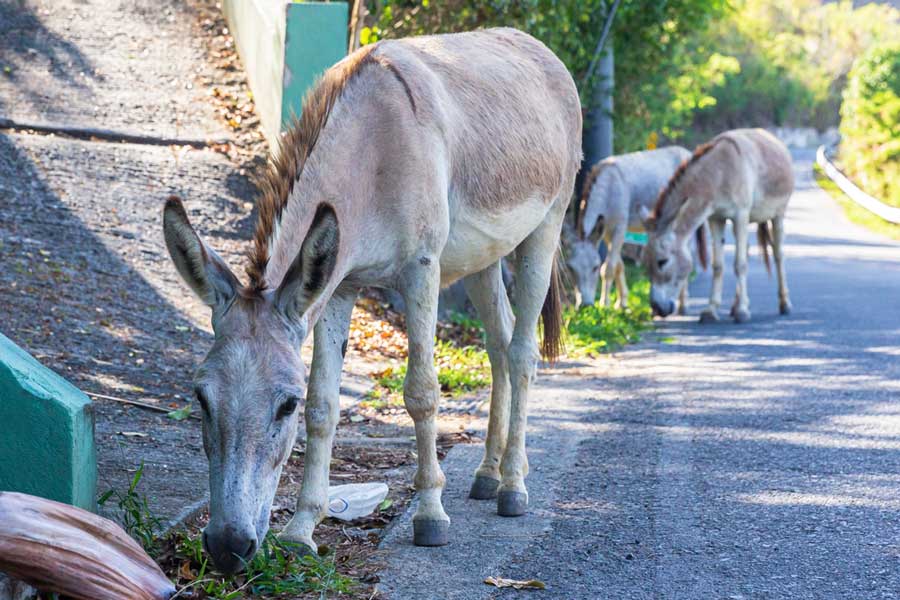 Donkeys on a road in St. John