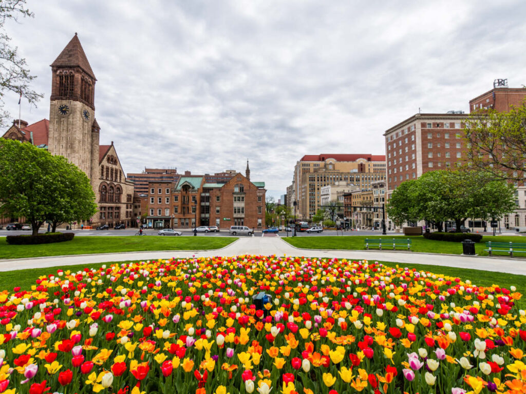 Colorful flowers on a park in downtown Albany