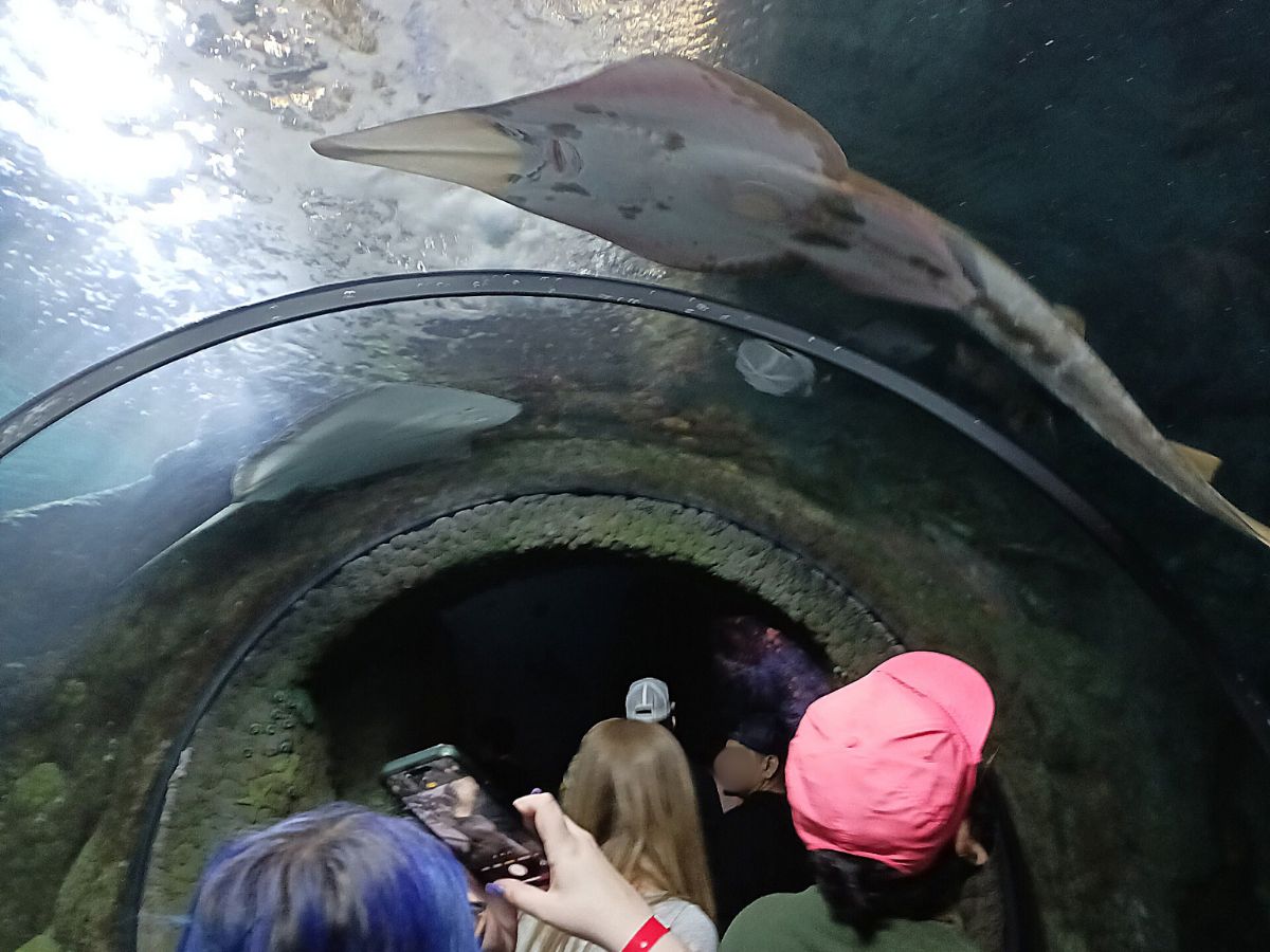 Visitors looking at the fishes at Downtown Aquarium Denver