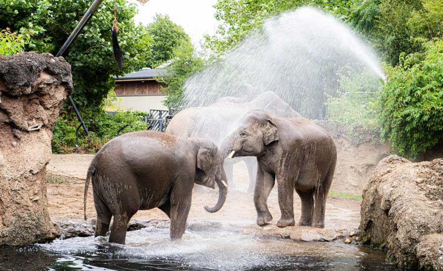 Elephants enjoying their day in Dublin Zoo