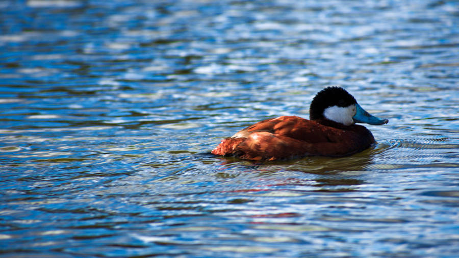 A duck swimming in the pond at Discovery Lake
