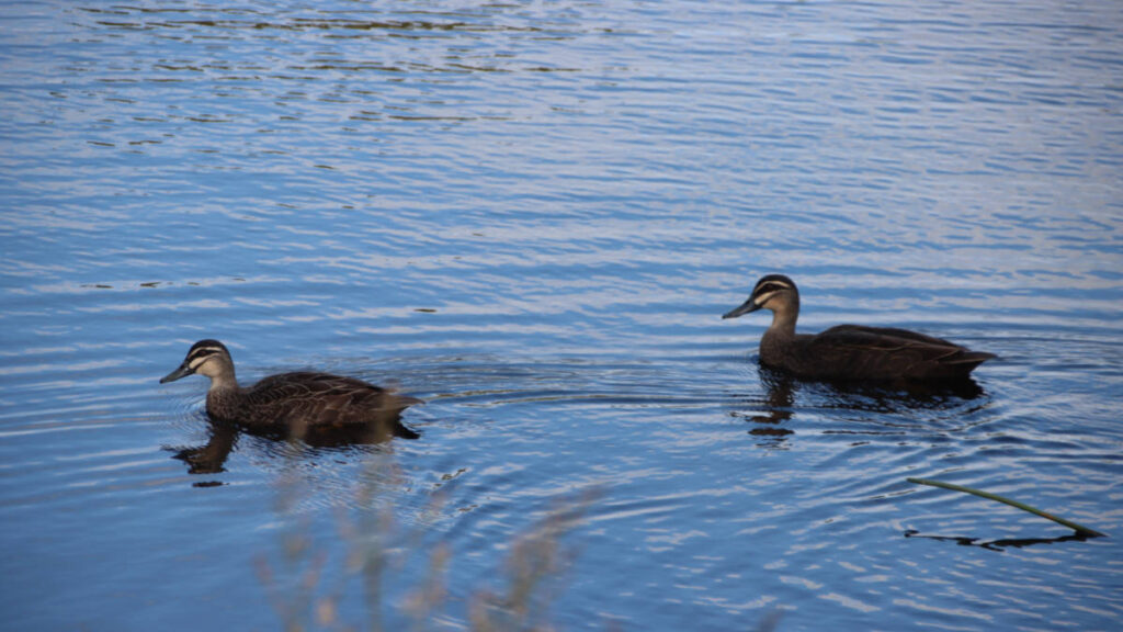 View of ducks on the pond at Discovery Lake