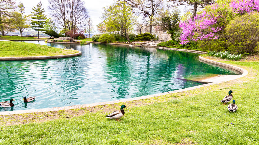 View of the blooming flowers and trees near the small lake with ducks wandering around