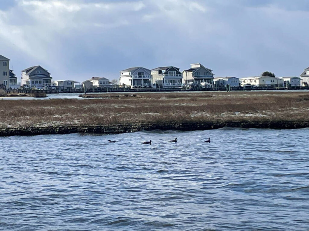 View of Ducks on the Bay at North Ocean City