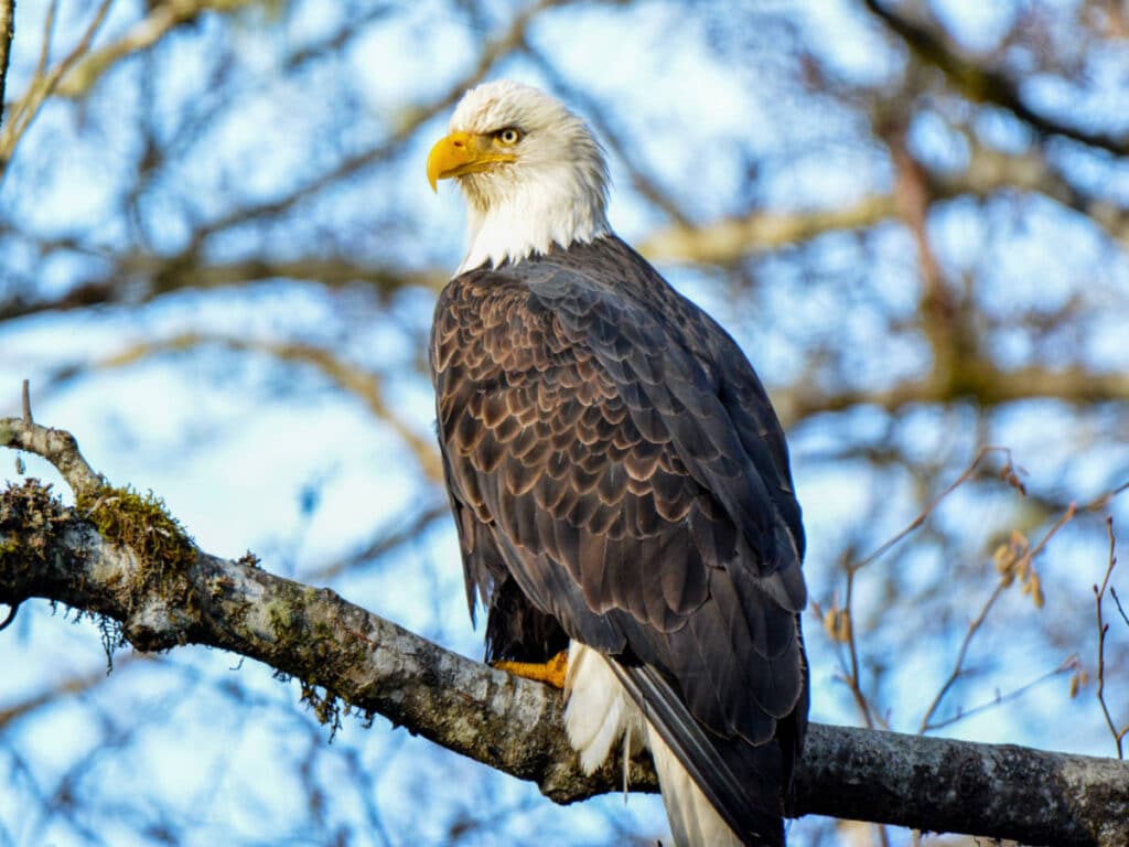 A bald eagle on a tree branch in Brackendale